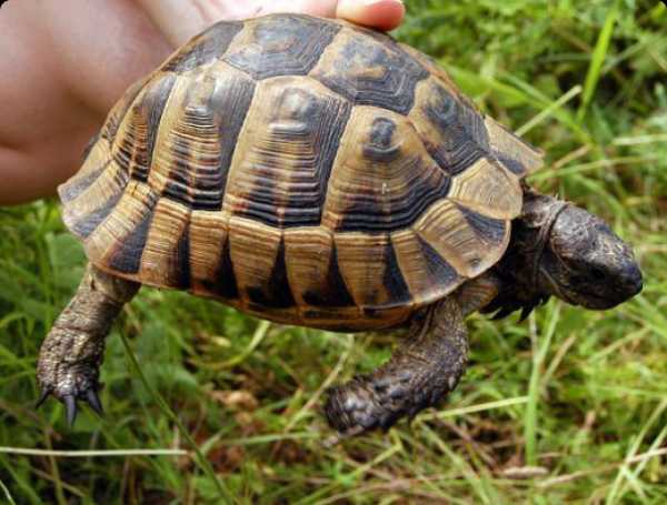 Сколько живут сухопутные черепахи дома