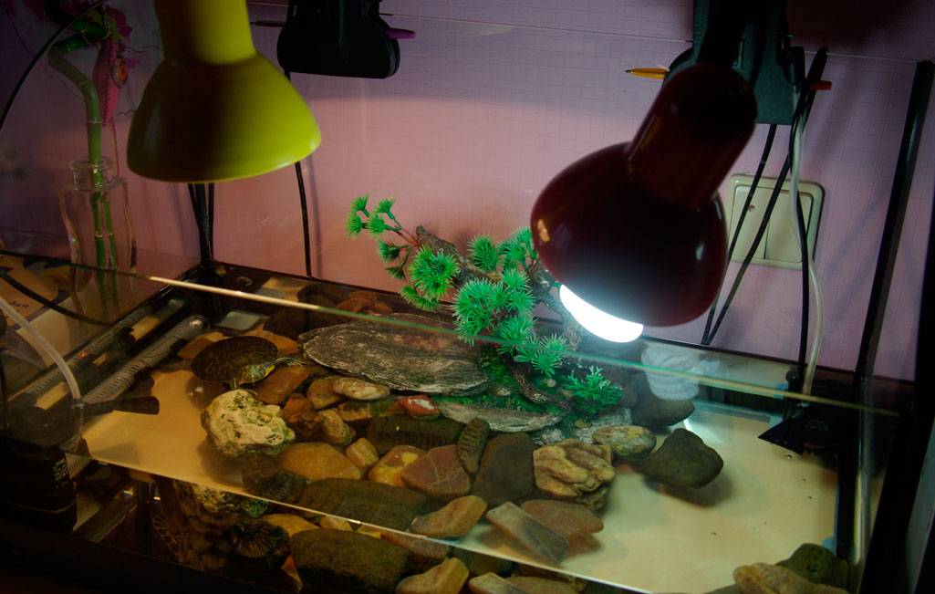 Ультрафиолетовая лампа для красноухих черепах: какая нужна, требования