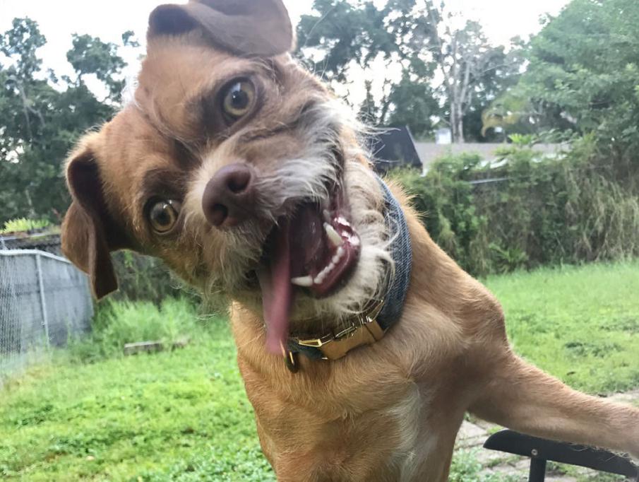 Самые смешные собаки: топ-10 пород в мире. 50 фото смешных собак, аж до слез