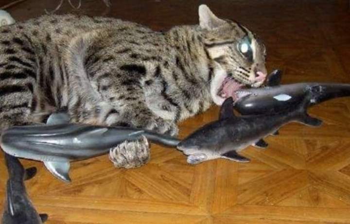 Виверровый кот-рыболов (крапчатая кошка): описание с фото и видео