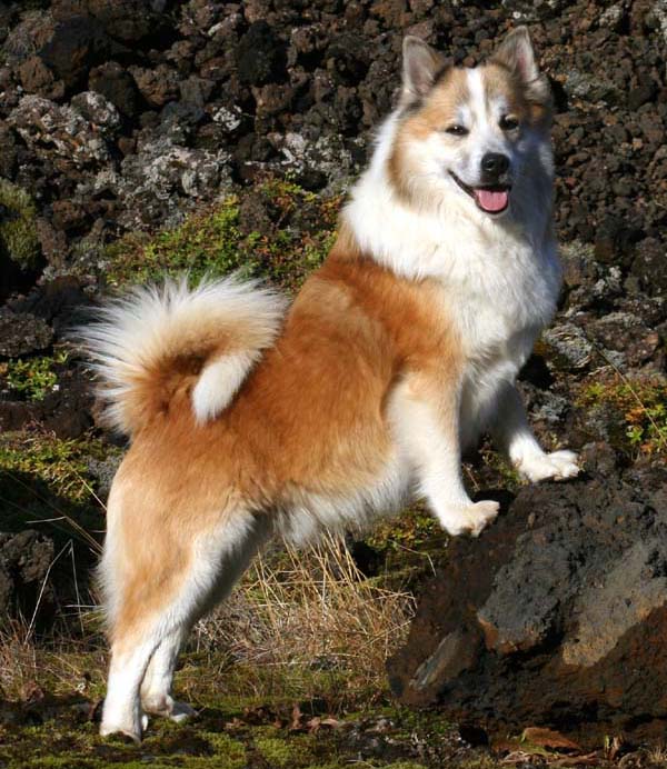 Исландская собака — преданный спутник человека