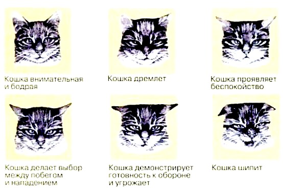 Характер пород кошек