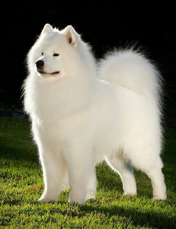 Белый, пушистый комок счастья – самоедская собака (лайка)