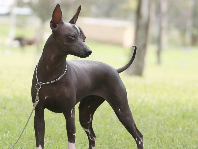 Ксолоитцкуинтли – мексиканская собака без шерсти