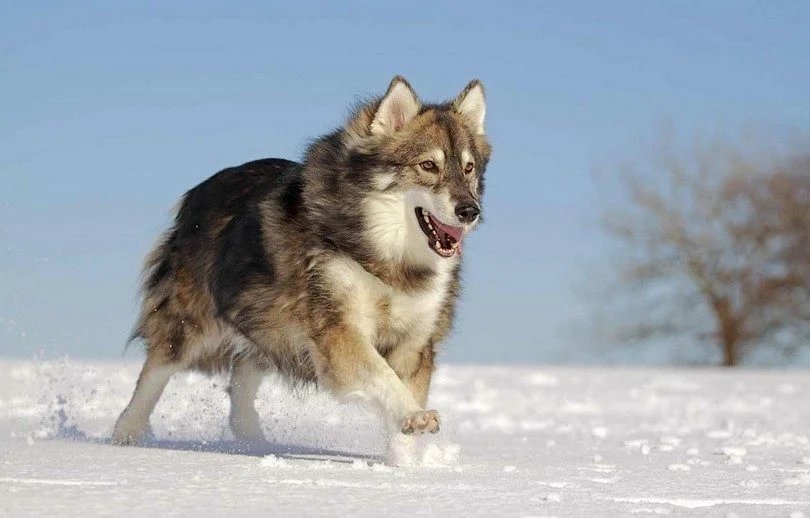 Утонаган (волчья собака): описание редкой породы, фото собак