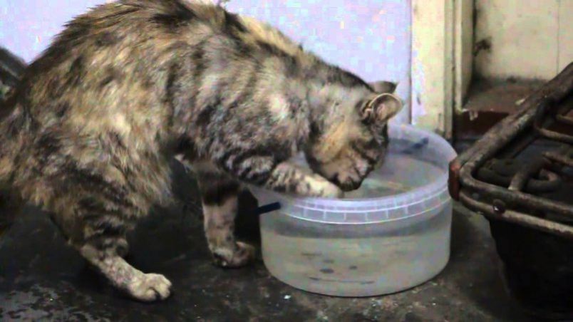 Сколько домашние кошки могут прожить без еды и воды