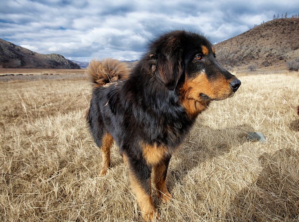 Бурят-монгольские волкодавы — огромные охранные собаки древнейшего происхождения