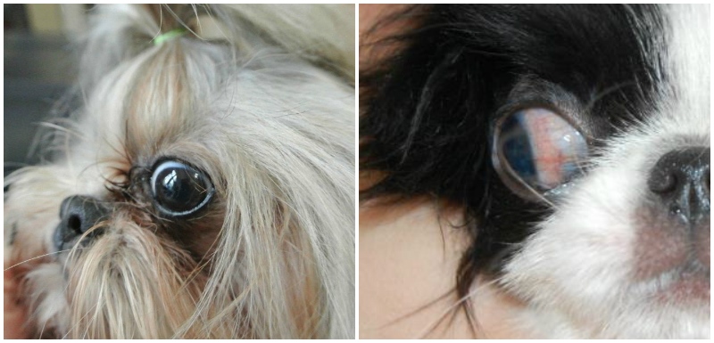 У каких собак выпадают глаза, причины