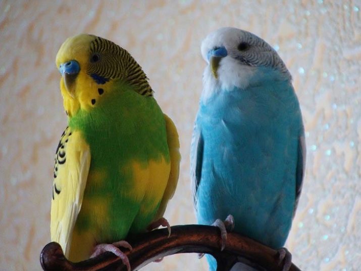 Имена для волнистых попугаев мальчиков и девочек