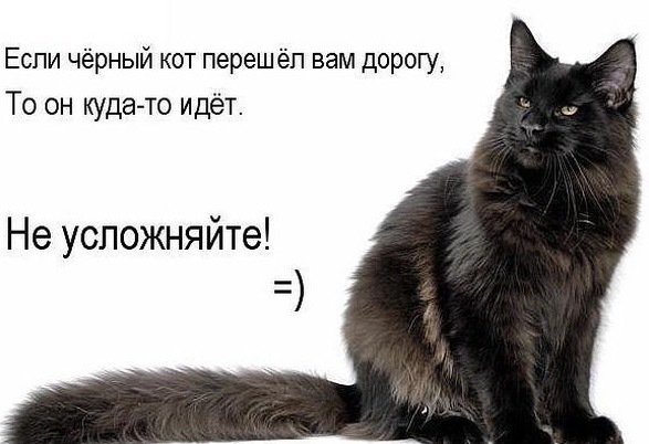 6 причин почему черный кот в доме это хорошо