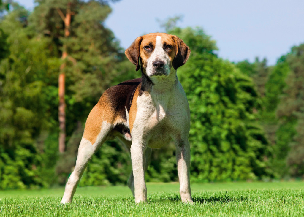 Описание породы собак английский фоксхаунд с отзывами владельцев и фото