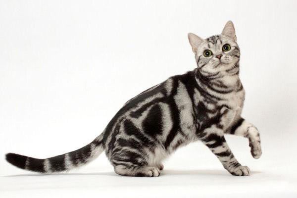 Короткошерстные породы кошек и их особенности