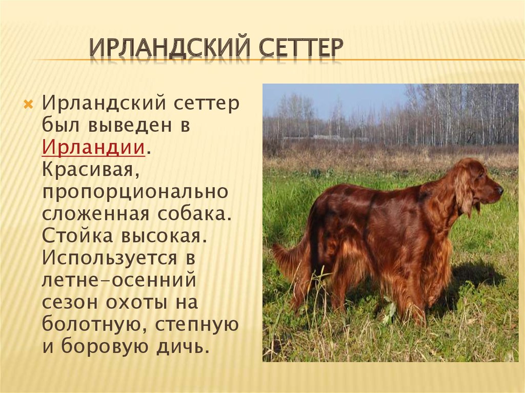 Новые породы собак (21 фото): названия новых пород больших и маленьких собак, выведенных в россии и других странах