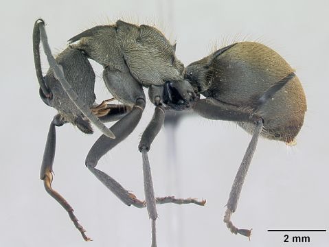 Род polyrhachis — муравьи-ткачи