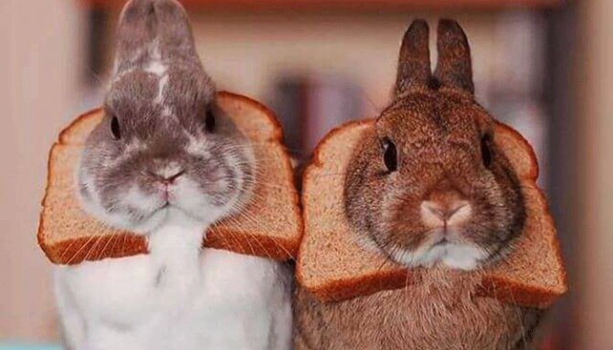 ᐉ можно ли кормить кроликов хлебом? хлеб кролям: польза или вред? - zooon.ru