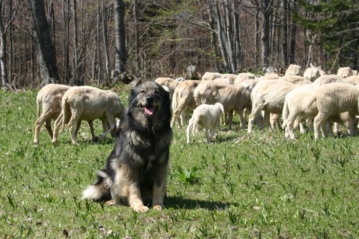 Виды овчарок и их разновидности с фото