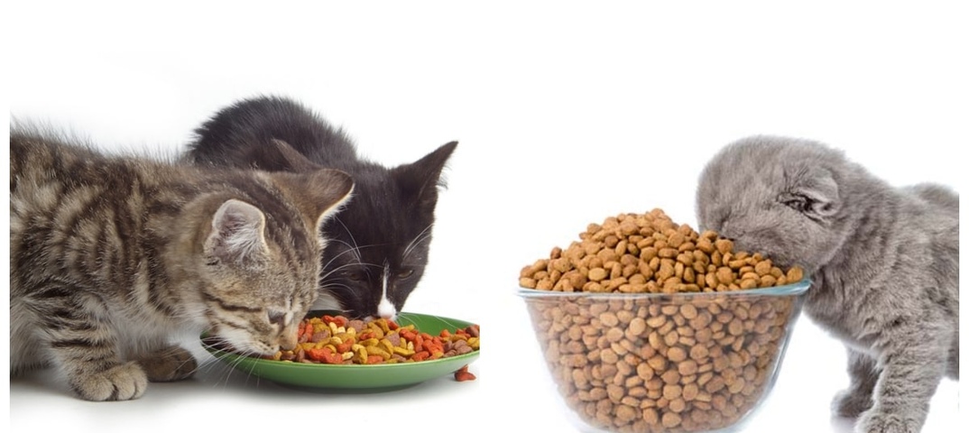 Когда и как переводить котенка на сухой корм