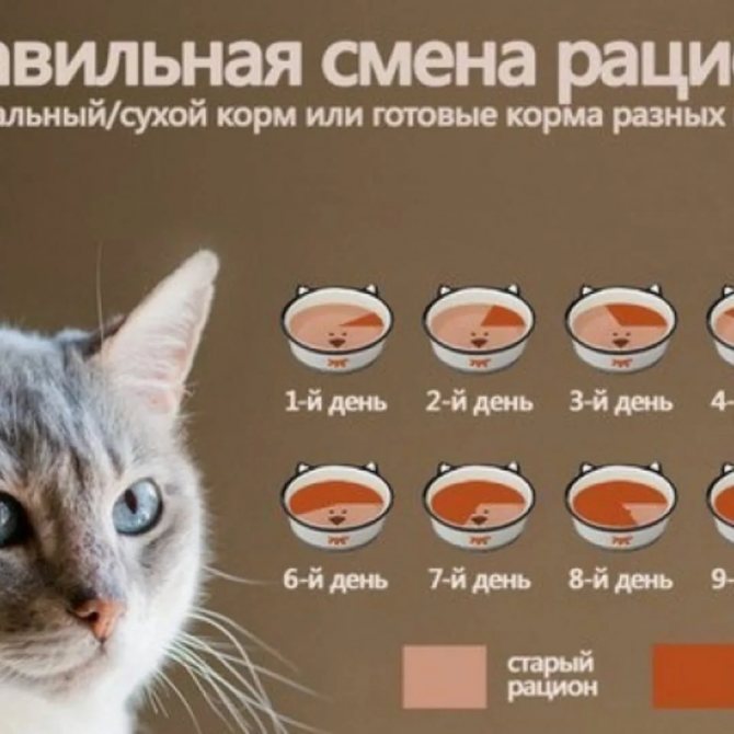 Переводим кошку на домашнюю еду | блог ветклиники "беланта"