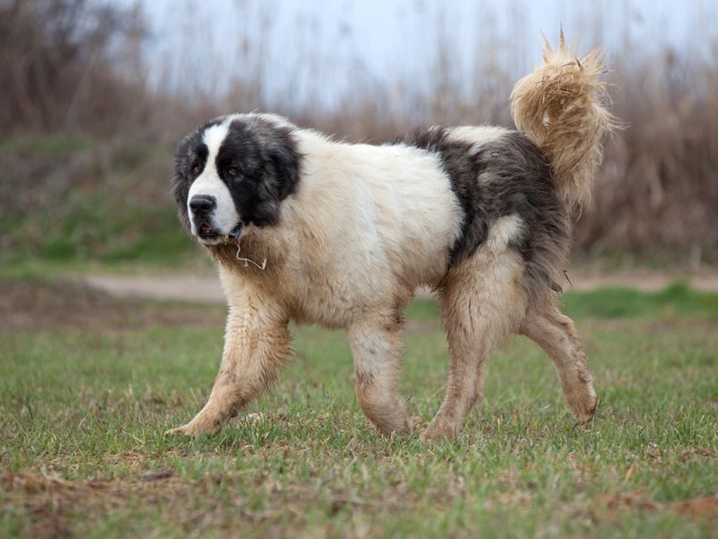 Пиренейская горная собака: все о собаке, фото, описание породы, характер, цена