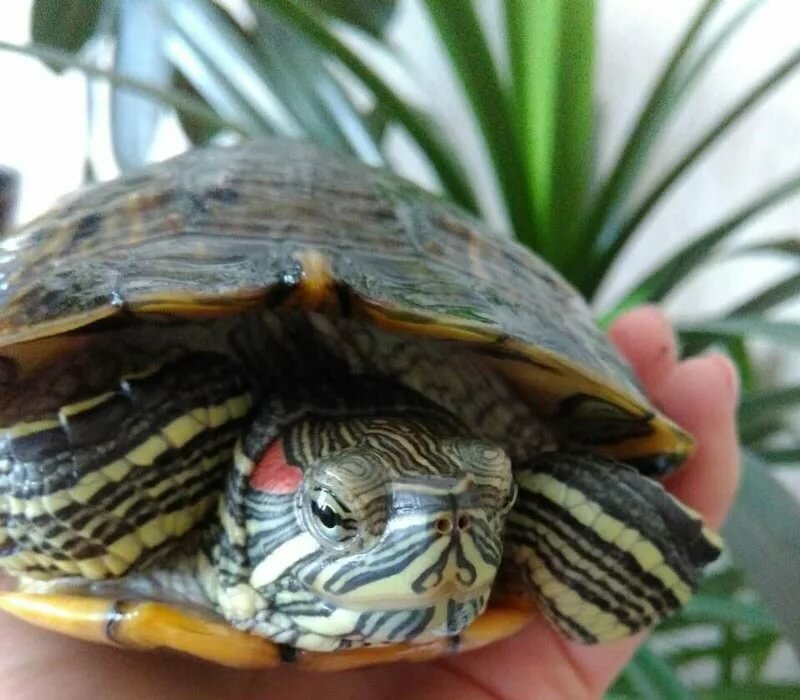 Как выглядит красноухая черепаха фото в домашних условиях