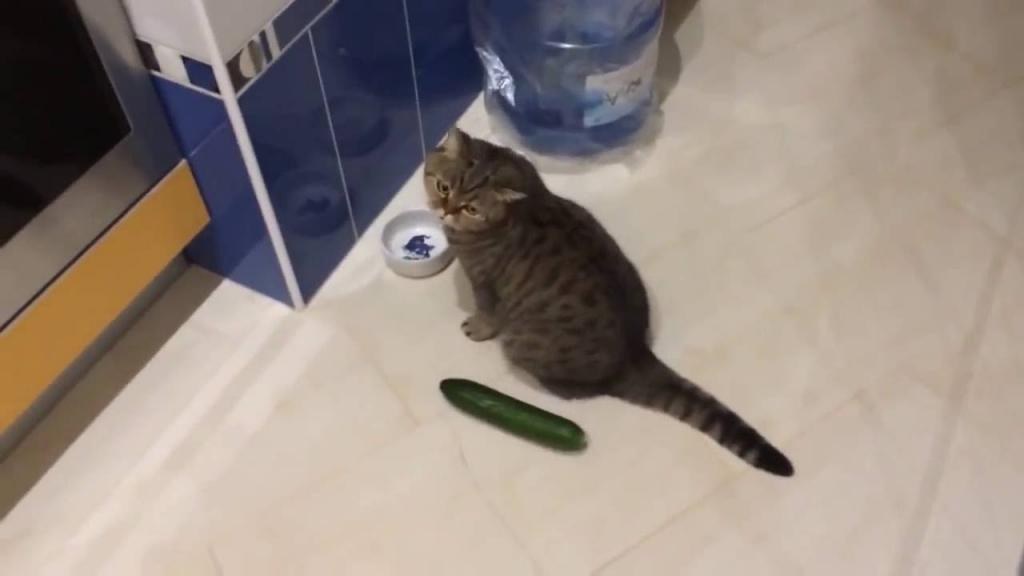 Почему коты боятся огурцов