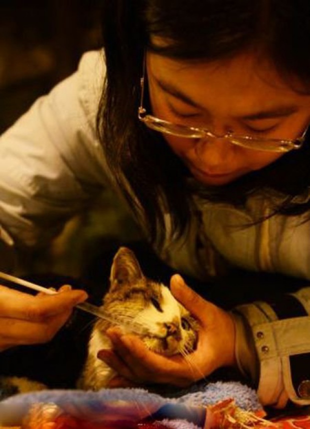 Зачем китайцы нюхают котов: чем опасно и как это правильно делать