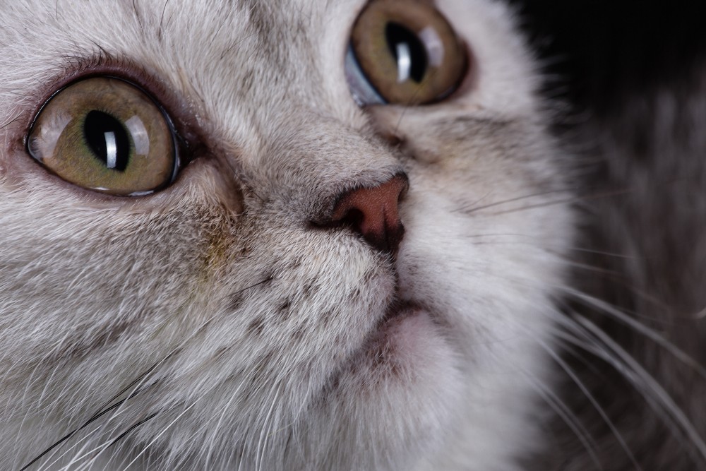 У кота гноятся глаза: симптомы, причины, лечение, профилактика — pet-mir.ru