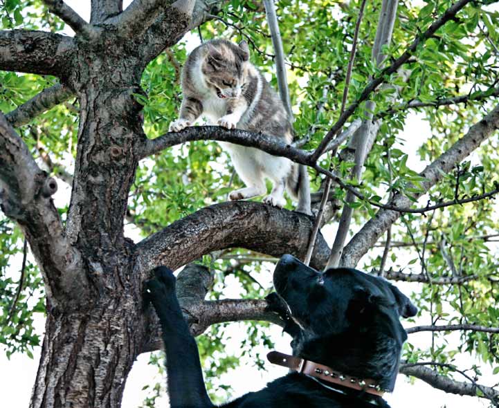 Быстро и аккуратно снимем вашу любимую кошку с любого дерева, козырька, балкона, спасем животное от голода, холода и ворон
