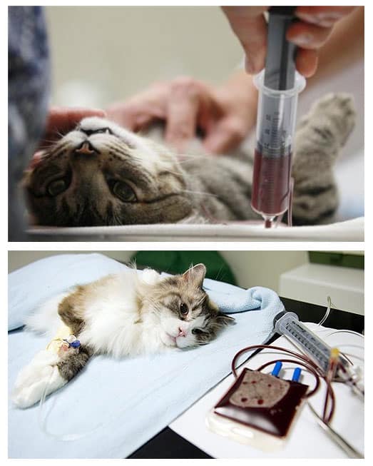 Анемия у кошек – симптомы и лечение - про питомца