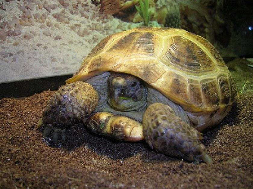 Сколько живут сухопутные черепахи