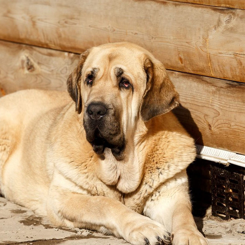 Испанский мастиф: фото собак, описание породы, особенности характера, правила содержания, выбор щенка и отзывы владельцев