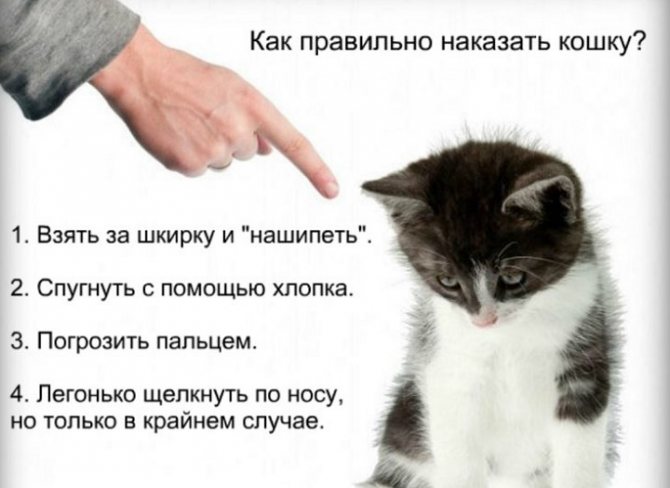Что делать, если кошка начала гадить на кровать, возможные причины. необычные приметы: кошка гадит на кровать если кот гадит на кровать как отучить - новая медицина