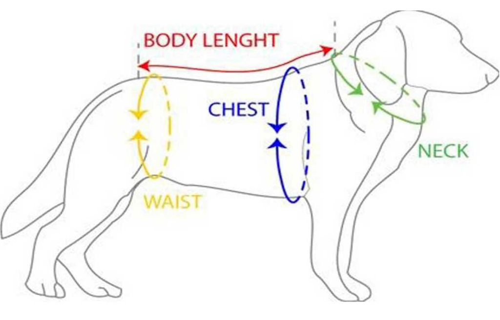 Размеры шлеек для собак таблица по породам