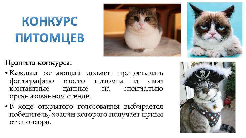 18 правил питомцев, которым как ни крути подчиняется каждый хозяин
