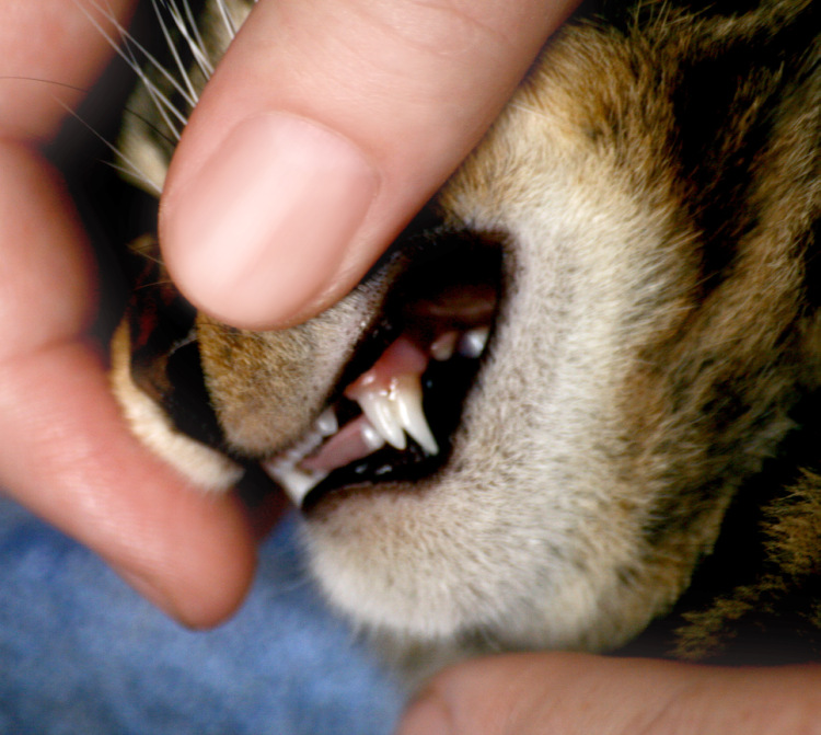Как и когда происходит смена зубов у котят