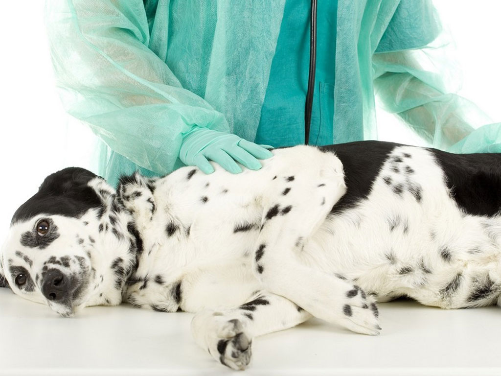 Печеночная энцефалопатия у собак и кошек - лечение, симптомы, профилактика в москве. ветеринарная клиника "зоостатус"