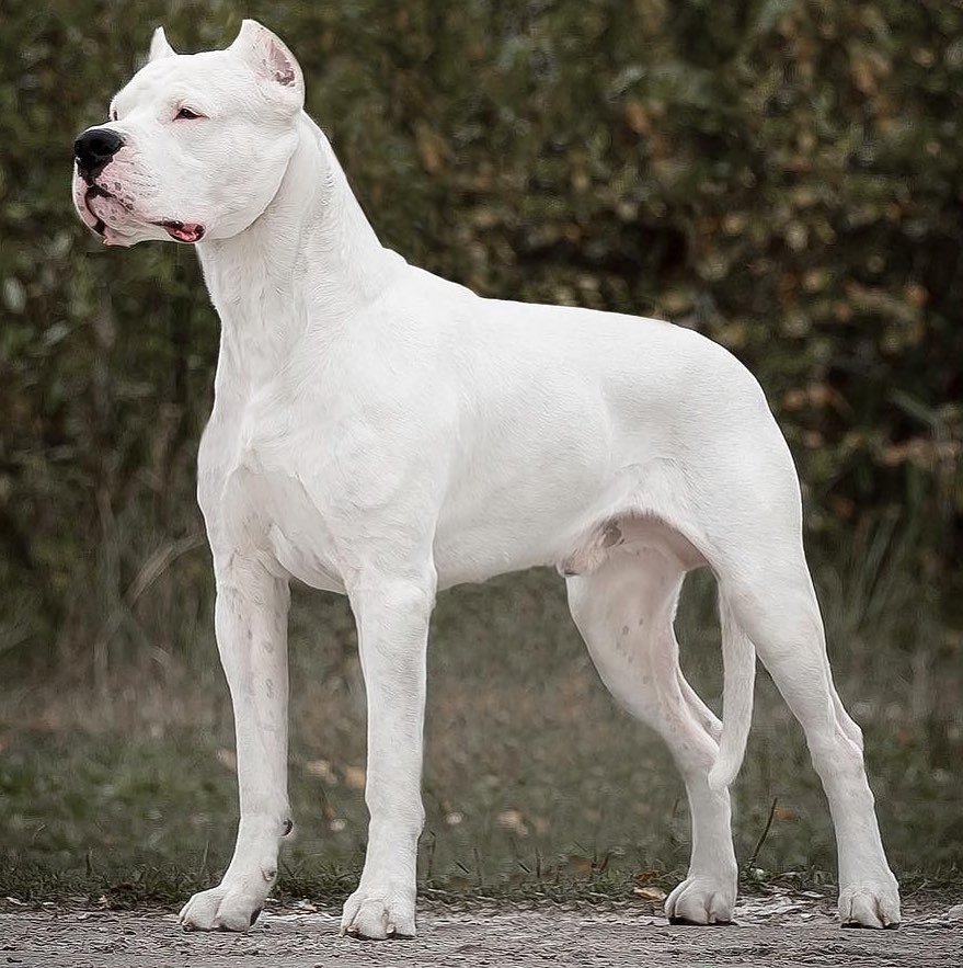 Аргентинский дог: все о собаке, фото, описание породы, характер, цена