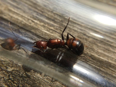 Camponotus nicobarensis  | клуб любителей муравьев
