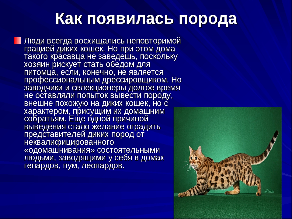 Кошка породы оцикет: описание, фото, содержание в домашних условиях