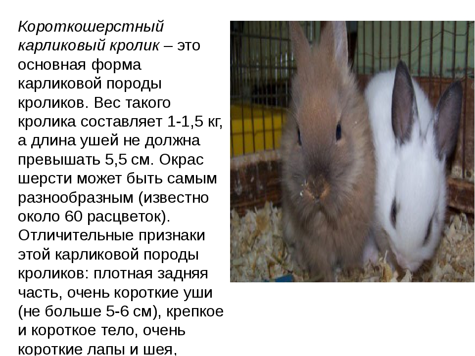 ✅ имена кроликов девочек прикольные. как можно назвать крольчиху и кролика (388 кличек) - живой-сад.рф