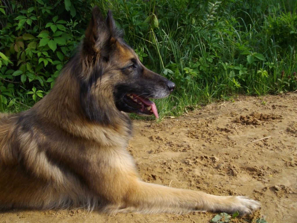 Бельгийская овчарка: фото породы собак (малинуа, грюнендаль), характер и особенности