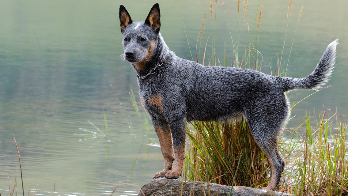 Австралийский хилер (пастушья собака): описание породы, цена, отзывы