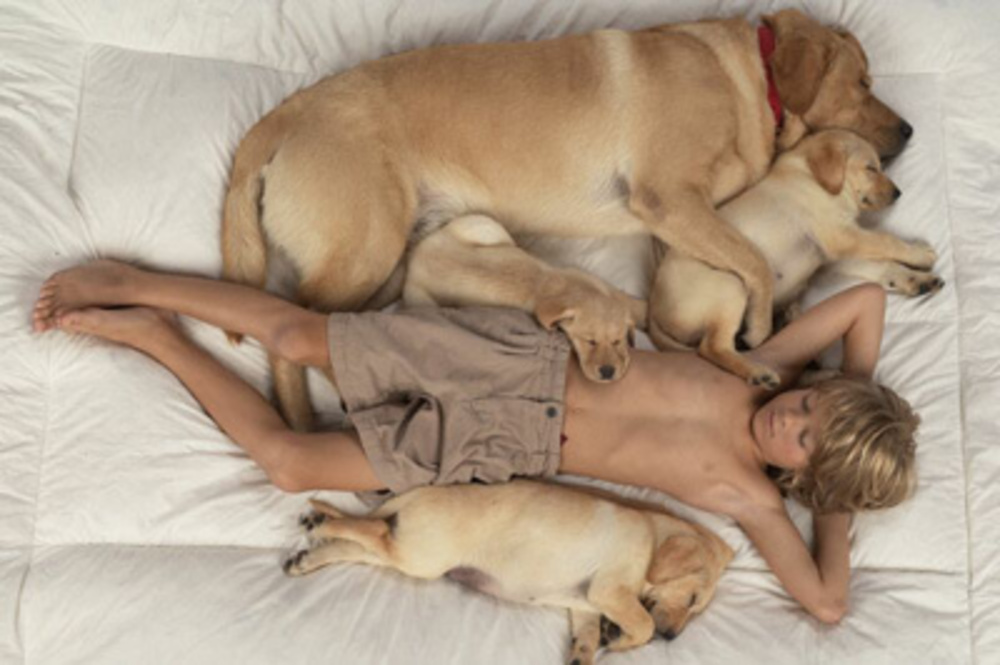 Собака лезет под одеяло. почему собака спит в одной постели с хозяином? объяснения опытных заводчиков…