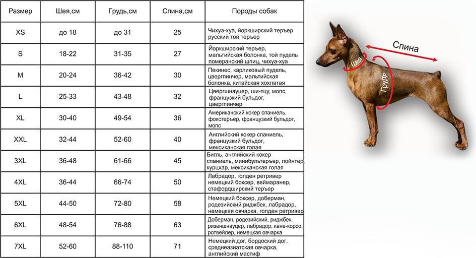 Щенки немецкой овчарки: фото по месяцам в 2, 1, 3, 4, таблица веса, также когда встают уши, как выбрать маленьких черных и других псов, до какого возраста растут?