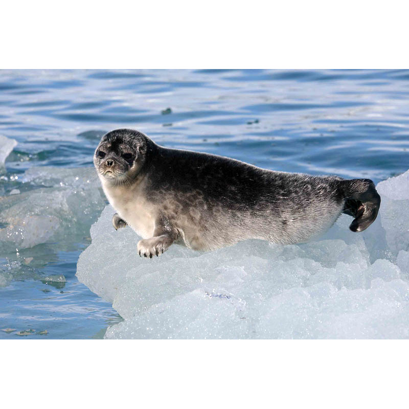 Гренландский тюлень - описание, среда обитания, образ жизни