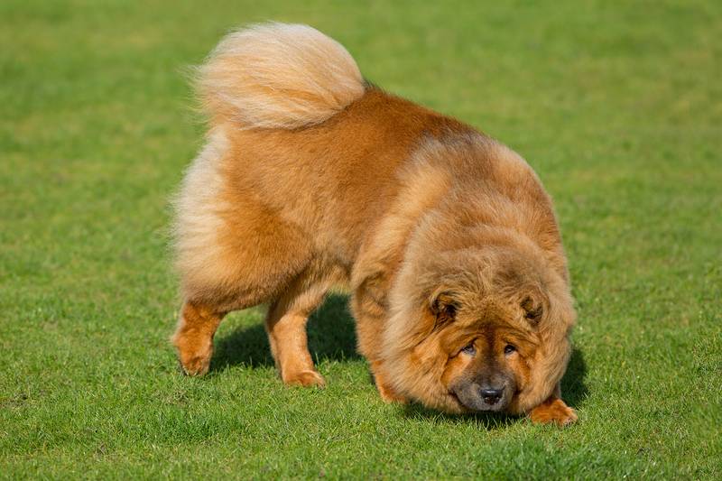 Список опасных собак (97 фото): перечень потенциально опасных пород в россии и в мире. как содержать самых злых собак?