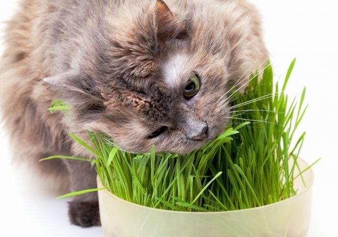Источники витаминов для кошки
