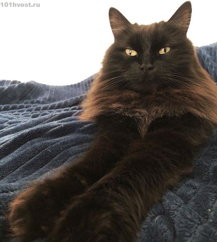 Йоркская шоколадная кошка: фото, стандарты, характер, описание, отзывы владельцев