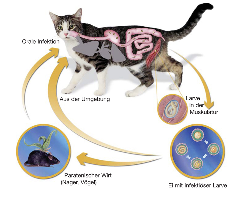 Гельминтоз у кошек симптомы и лечение фото