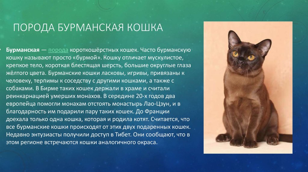 Бурманская кошка: фото, цена, описание породы, характер, видео, питомники